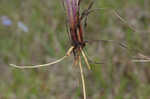 Nash's blue-eyed grass